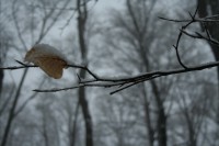 /album/kata-varju/a37-jpg/